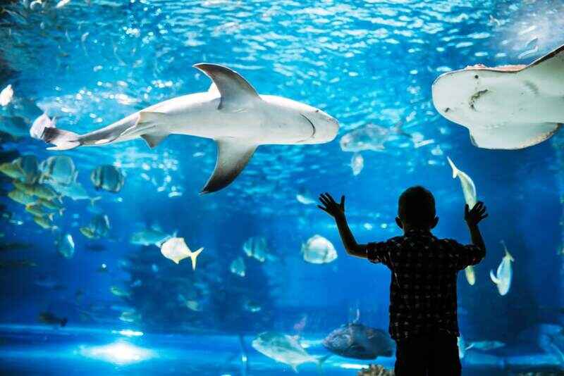 Wahana Unik Jakarta Aquarium