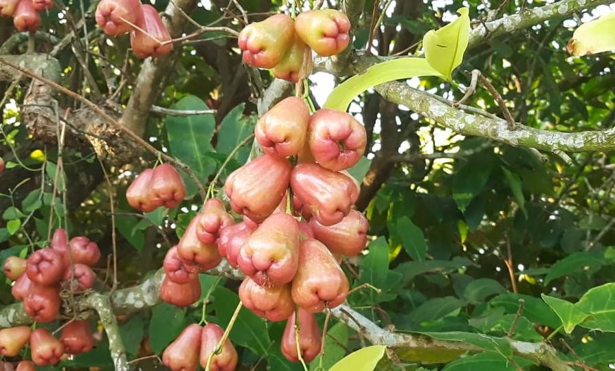 Agrowisata Jambu Merah Delima