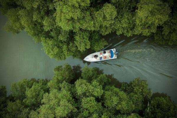 Hutan Mangrove Morosari