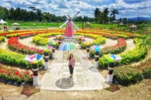 Celosia Flower Garden