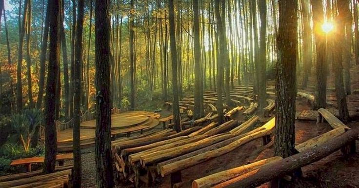Hutan Pinus Mangunan Hutan Pinus Mangunan